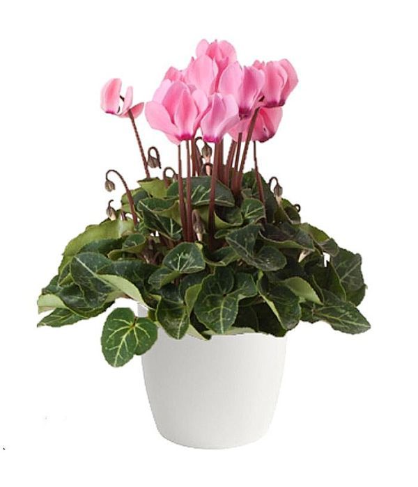 kyklamino-fyto-anthemionflowers