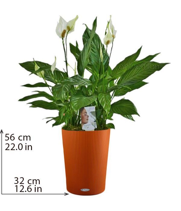 Spathiphyllum plant in self watering pot