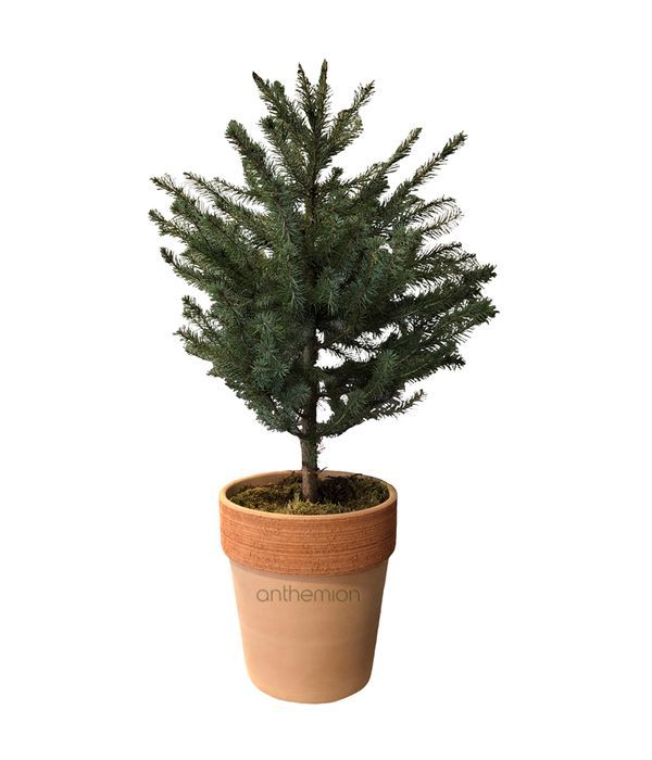 Picea Omorica plant