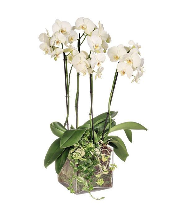 White orchids arrangement in a glass cube (4 branches)