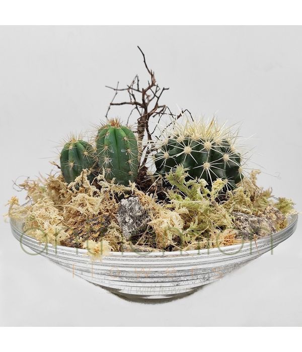 Cactus arrangement in a glass bowl