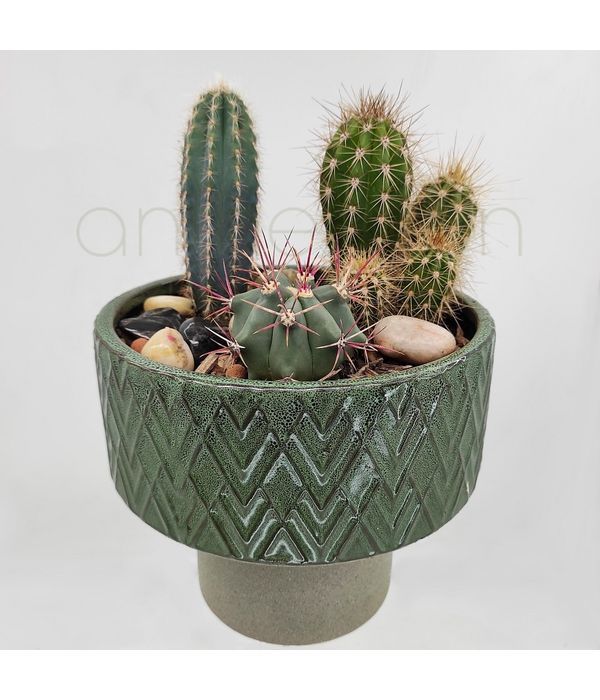Desktop Cactus arrangement