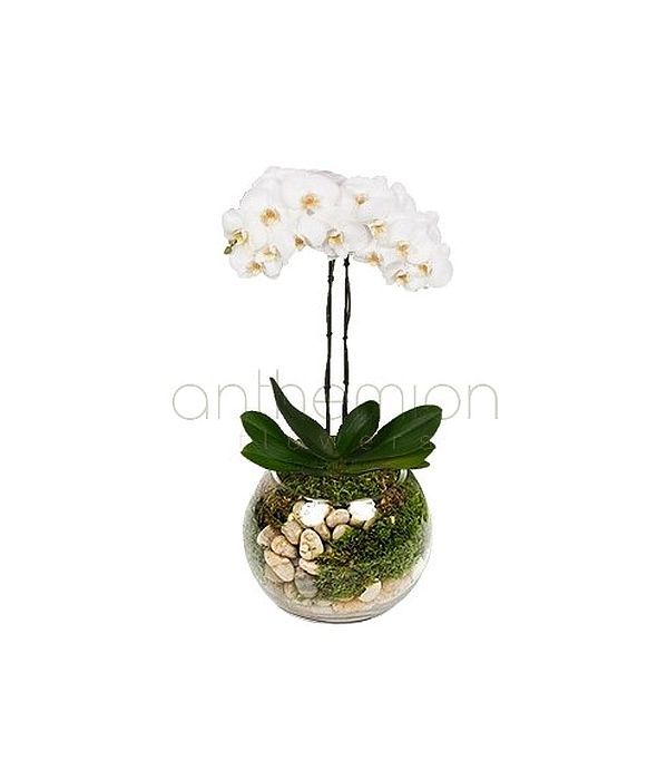 White Orchid in fish bowl