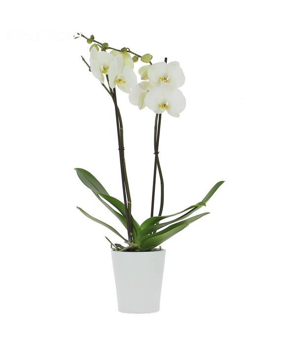 White exotic orchid plant