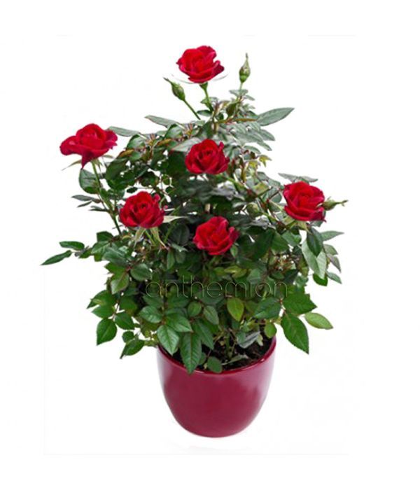 Red Rose plant. NEXT DAY DELIVERY