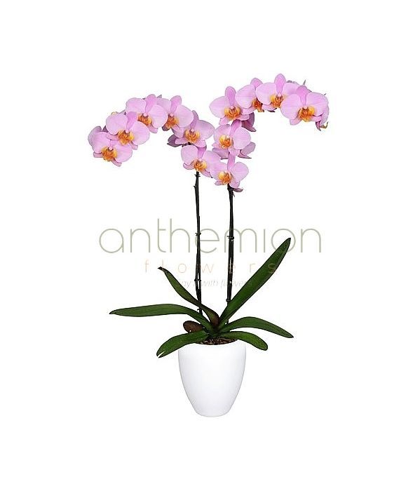 Pink exotic orchid plant