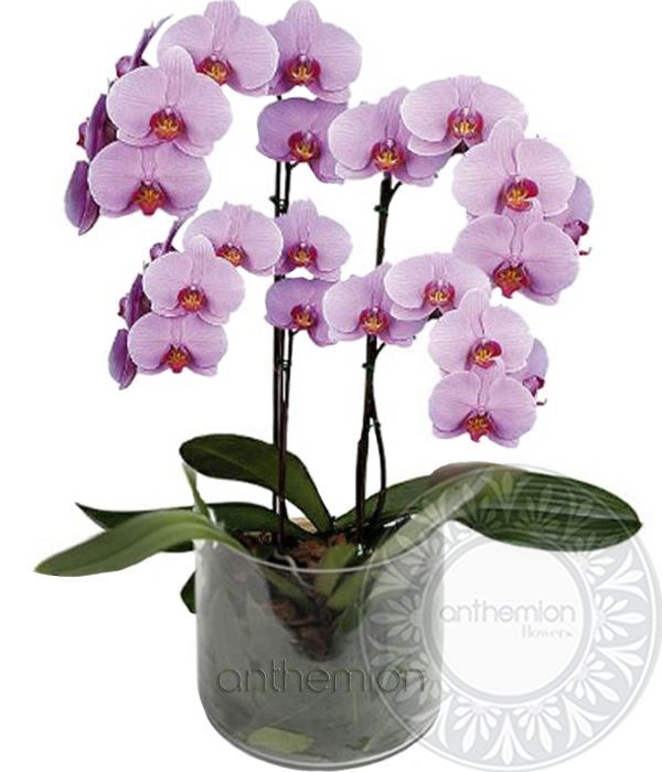 Orchid lilac phalaenopsis (4 stems)