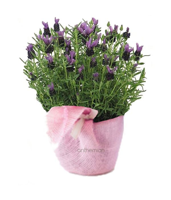 Potted Lavender Plant