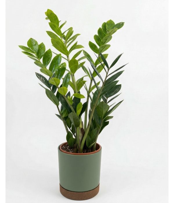 agora-zamia-timh-fyto