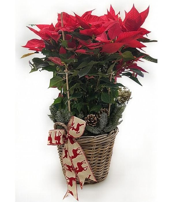 alexandrino-fyto-megalo-anthemionflowers