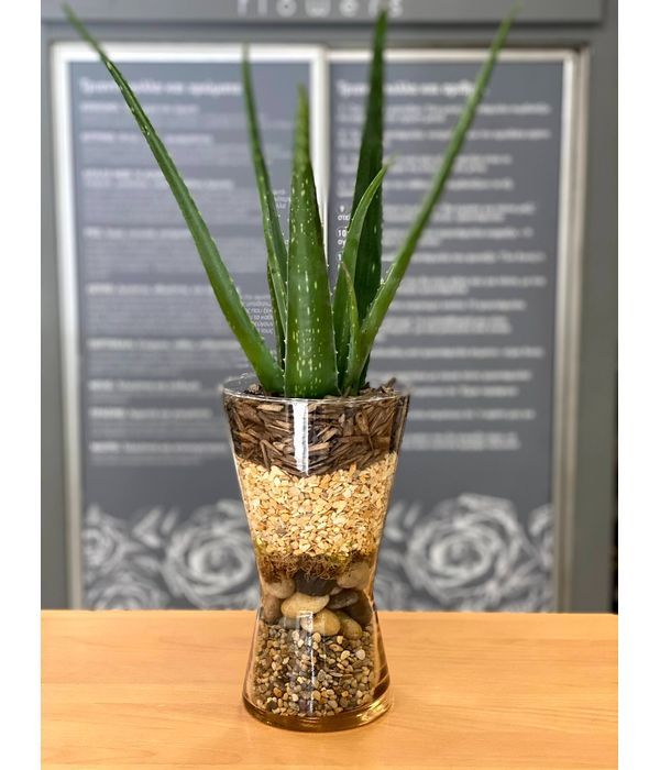 Aloe plant in a glass vase