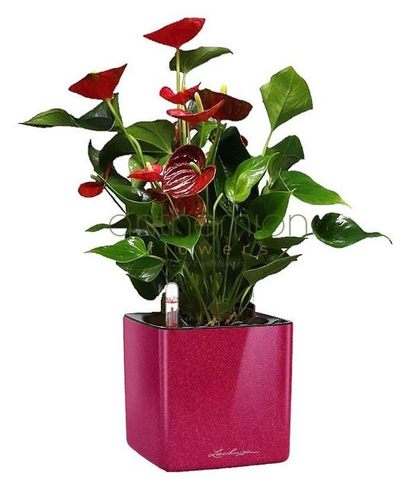 Anthurium in fuchsia glossy self watering pot