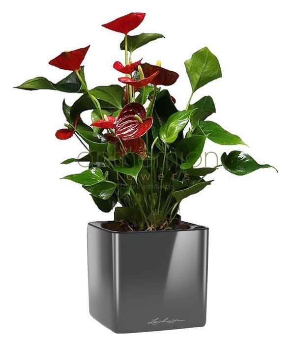 Anthurium plant in self watering container