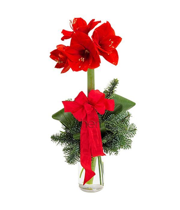 Merry Amaryllis flower in vase 