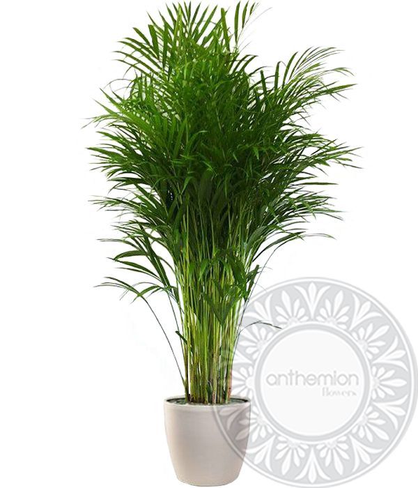 Plant Areca