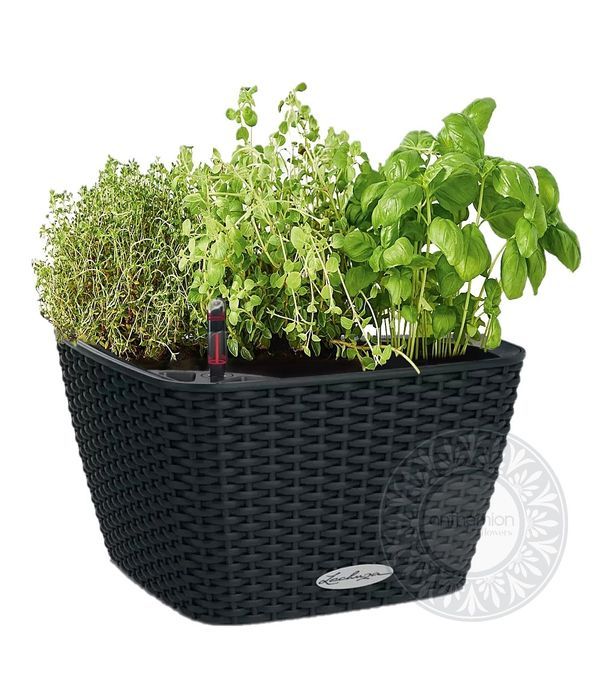 Self-watering pot with herb plants