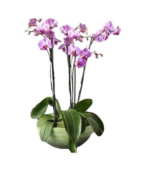 Pink 4 branches Phalaenopsis Orchid 