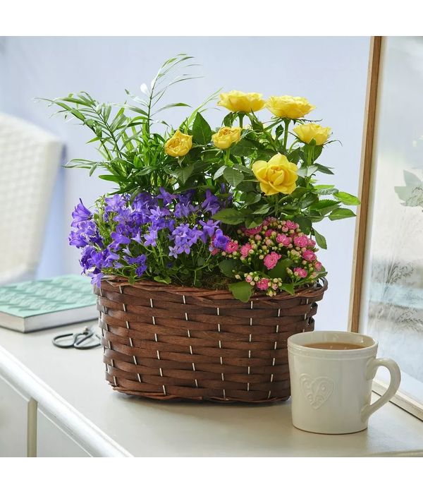 Vibrant Planted Basket. NEXT DAY DELIVERY