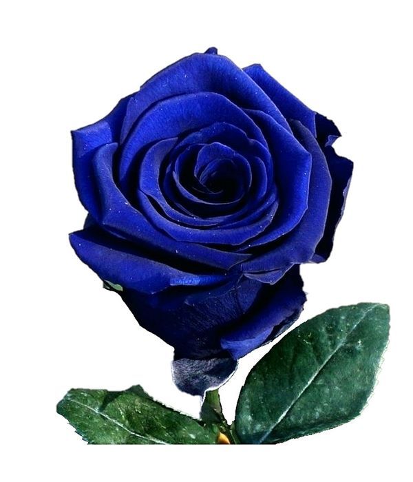 Gorgeous blue roses by stem