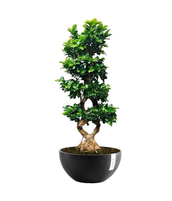 Bonsai Ficus Ginseng