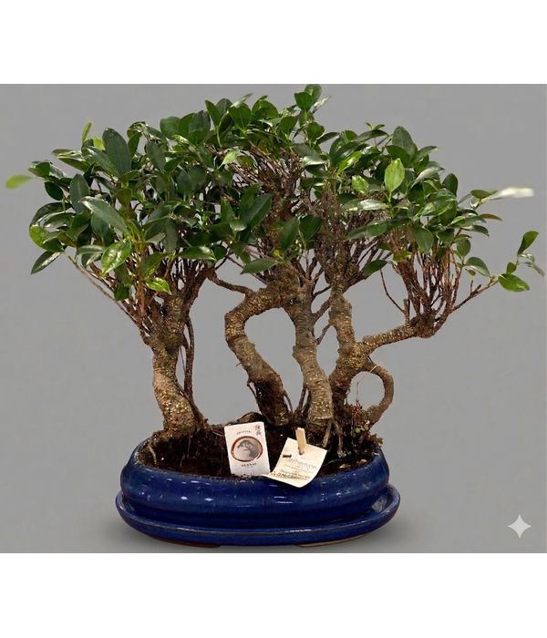 bonsai-fikos-gin-gens