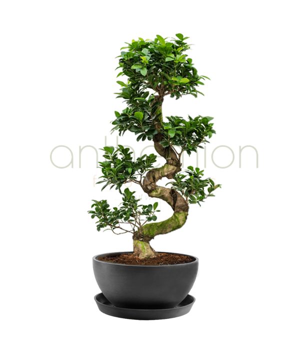 Bonsai Plant with Twisted Trunk