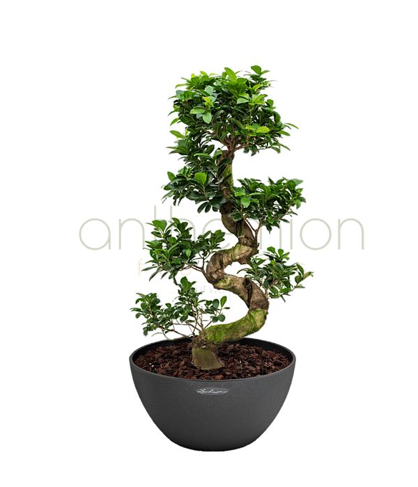 Gorgeous ginseng bonsai 