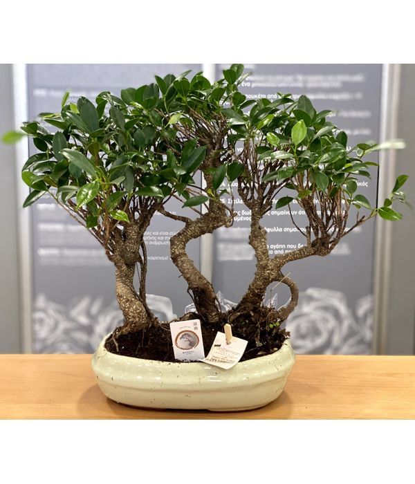 Plant bonsai ceramic pot