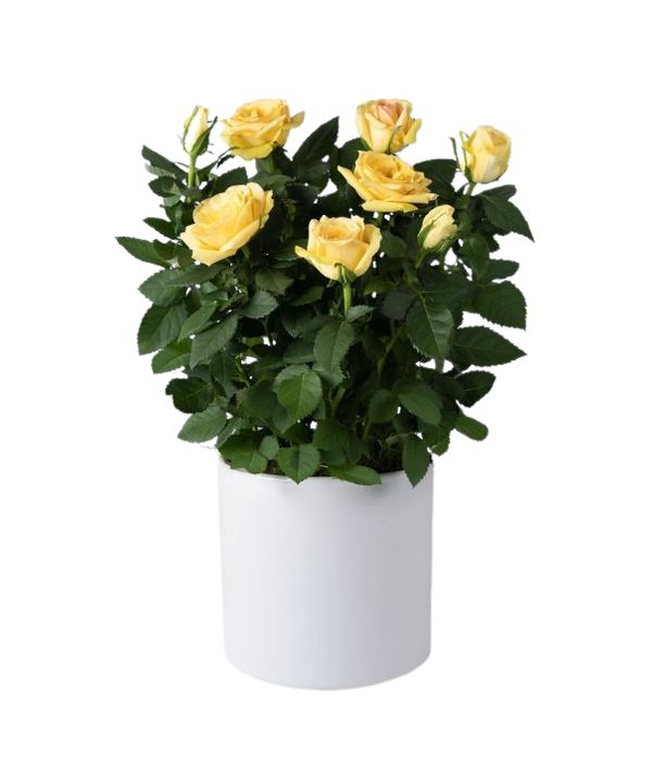 Potted yellow mini rose plant