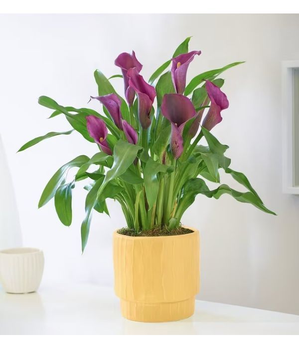 Calla-Lily-plants-send-delivery-UK