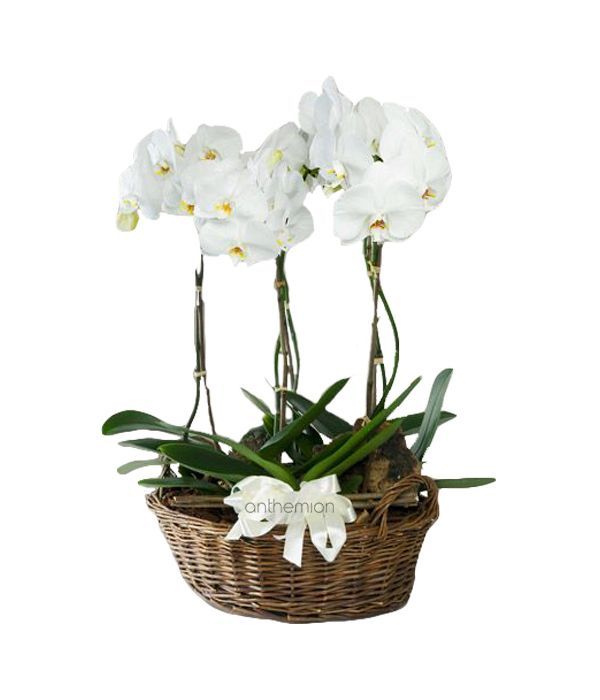 Triple White Orchid in basket