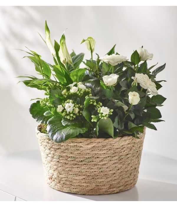 Chic-Whites-Planter-delivery-UK-anthemionflowers