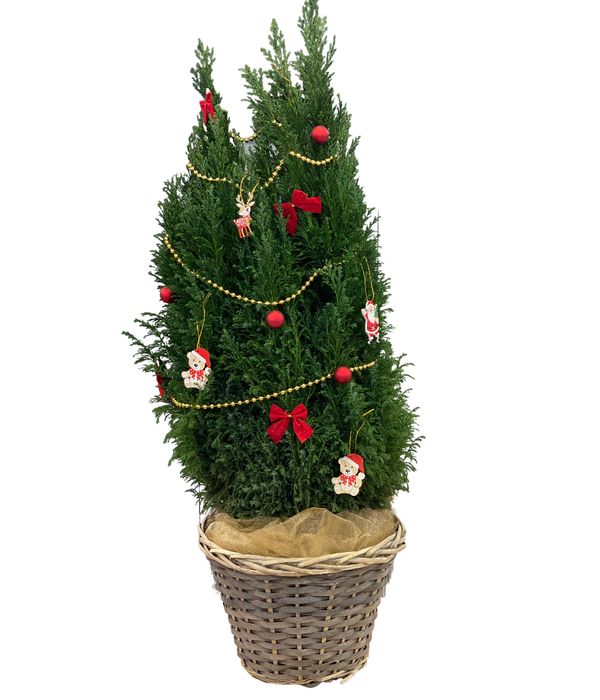 Christmas plant with decoration 