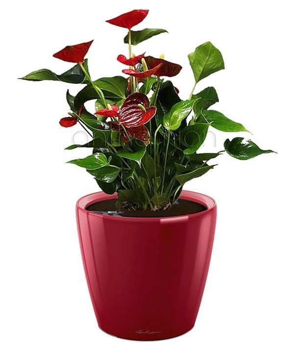 Anthurium in red self watering pot