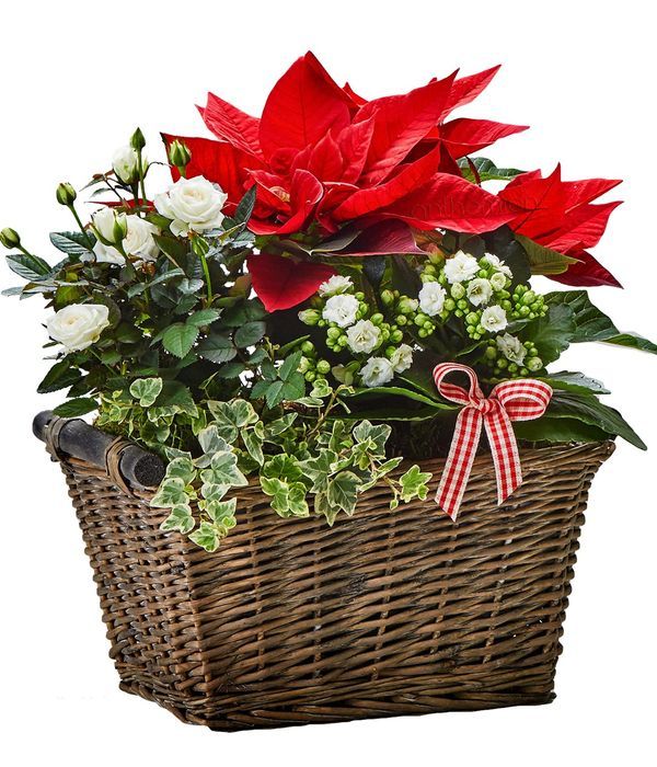 Christmas basket arrangement