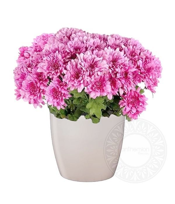 Pink chrysanthemum plant