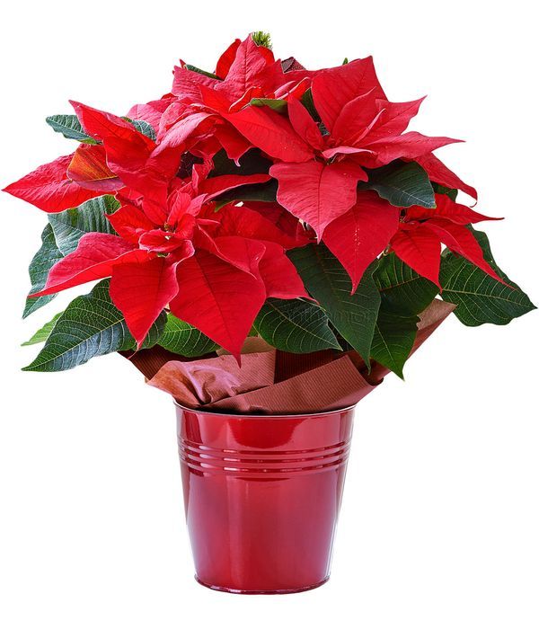 Poinsettia Christmas plant
