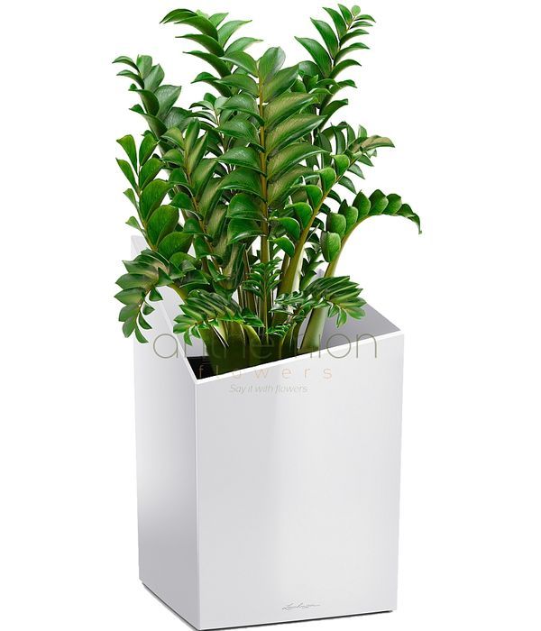 Modern Cursivo self watering plant