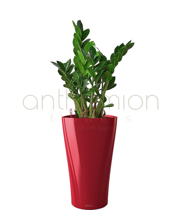 Zamioculcas in red stylish self watering pot