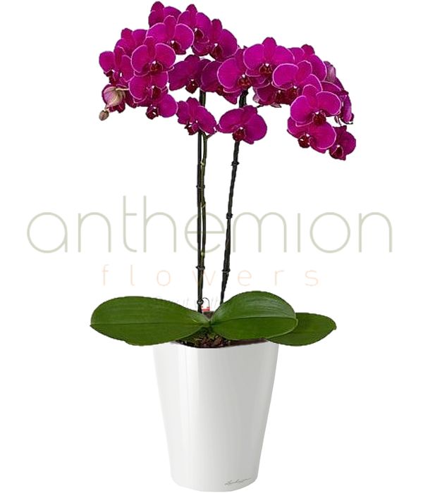 Stylish orchid in a self watering pot