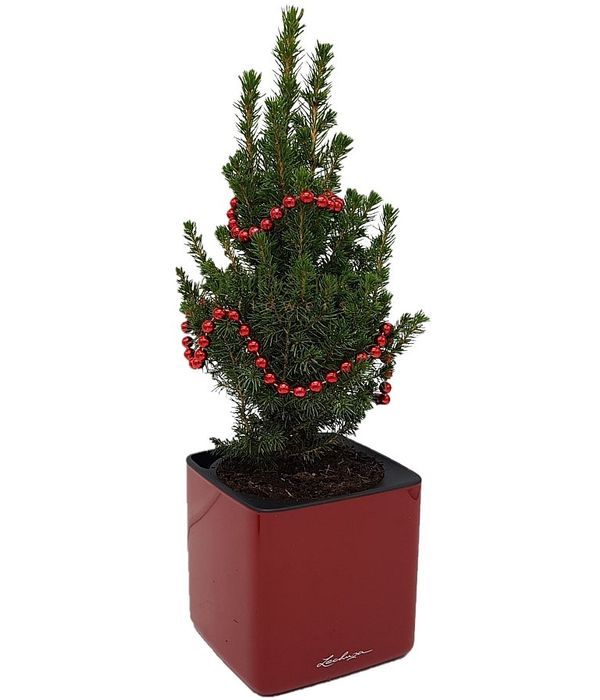Christmas fir tree in self watering pot