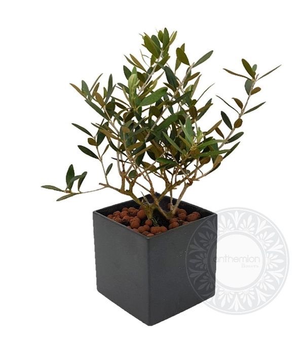 Olive plant in ceramic pot