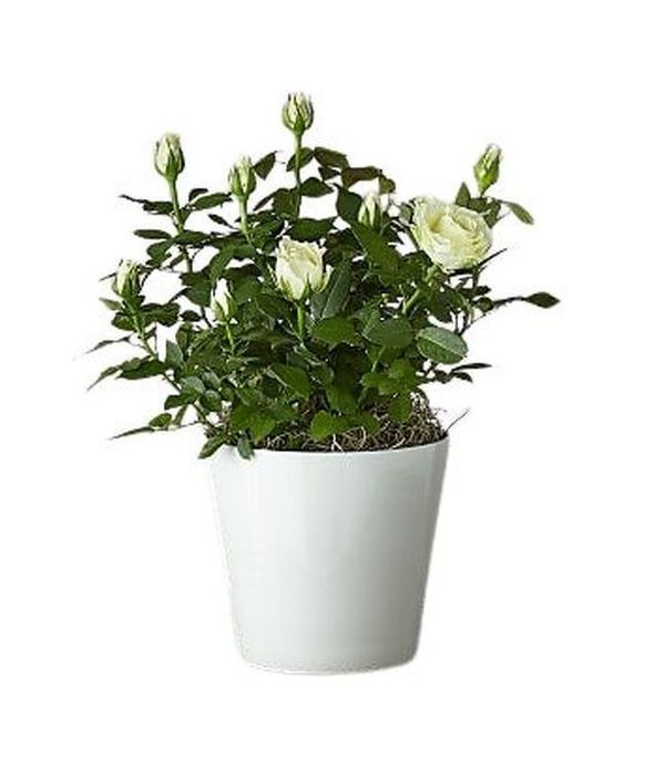 White and pure mini rose plant