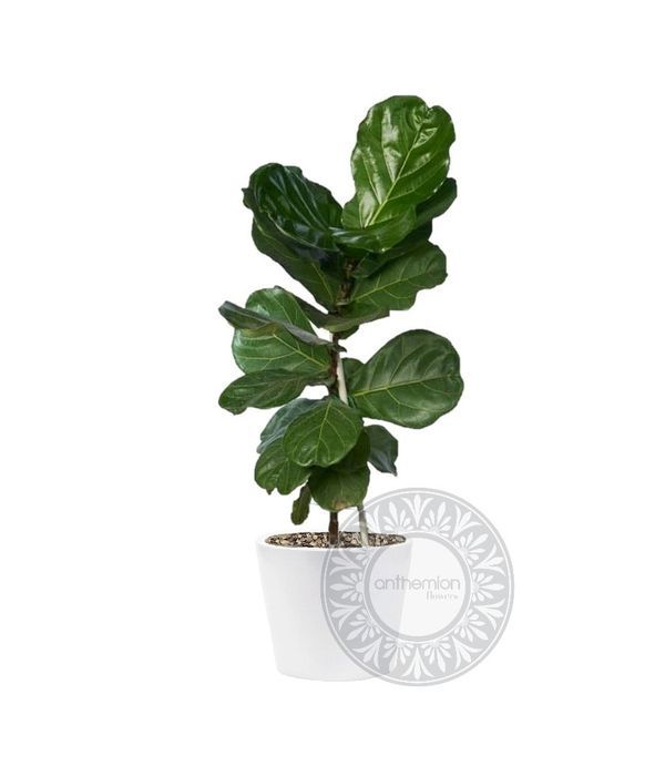 Mini ficus lyrata in a ceramic pot 40 cm