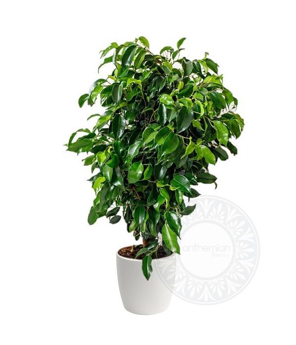 Ficus benjamina