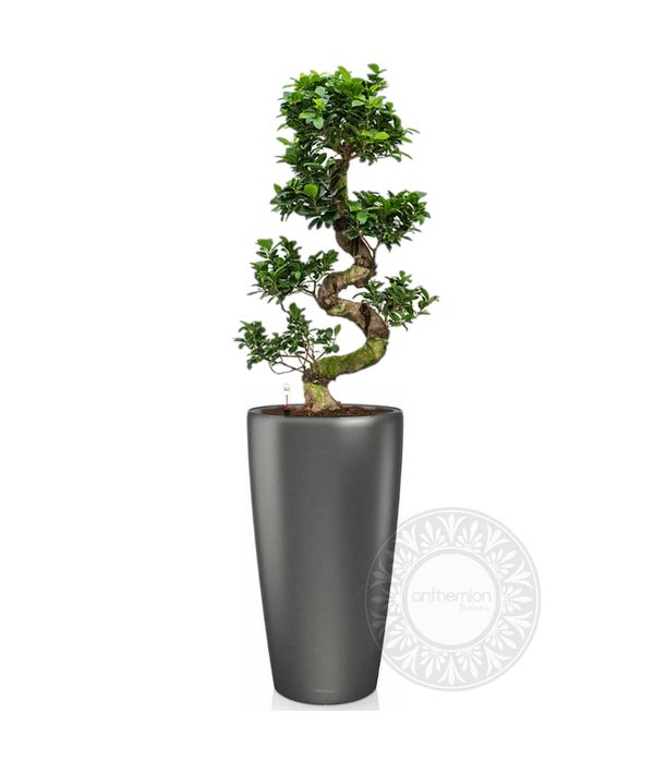 Graceful bonsai in a self watering pot