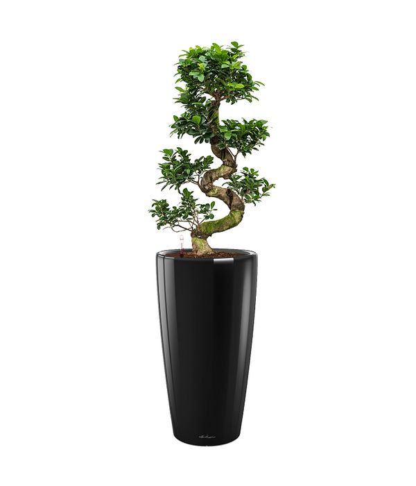 Graceful bonsai in a self watering pot