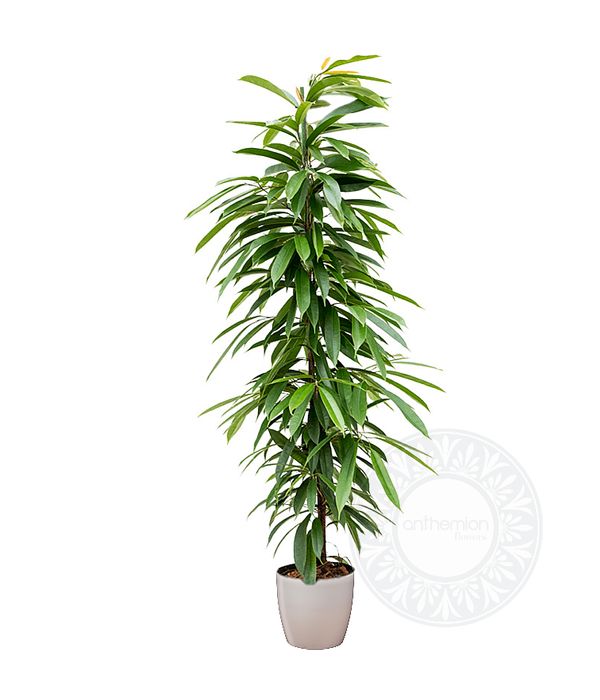 Ficus amstel 180cm