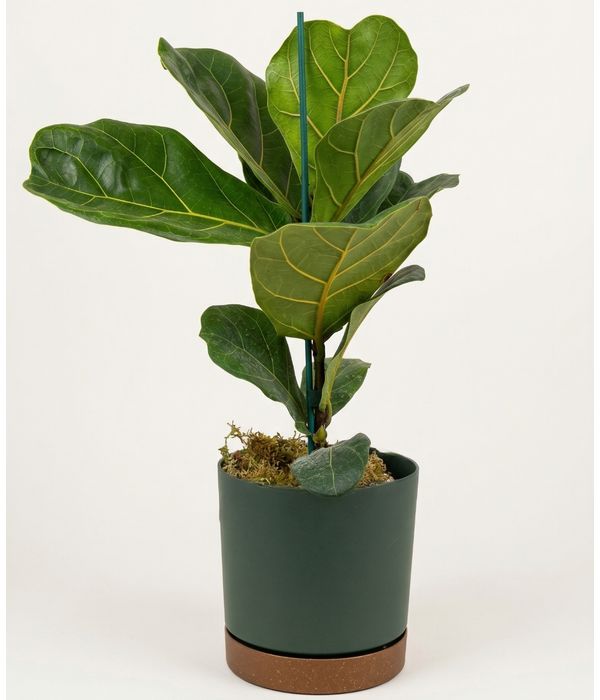 fikos-lirata-prasino-fyto