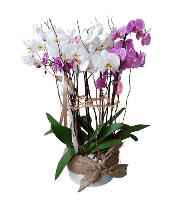 Ceramic pot with pink and white orchids